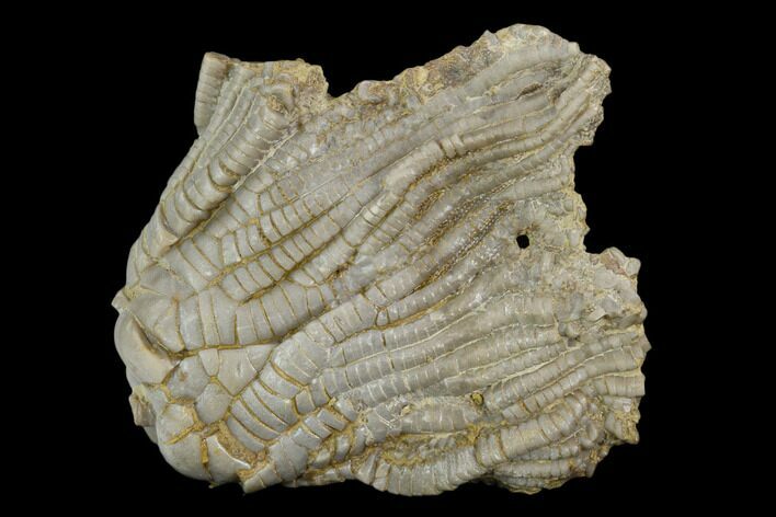 Fossil Crinoid (Zeacrinites) - Alabama #122393